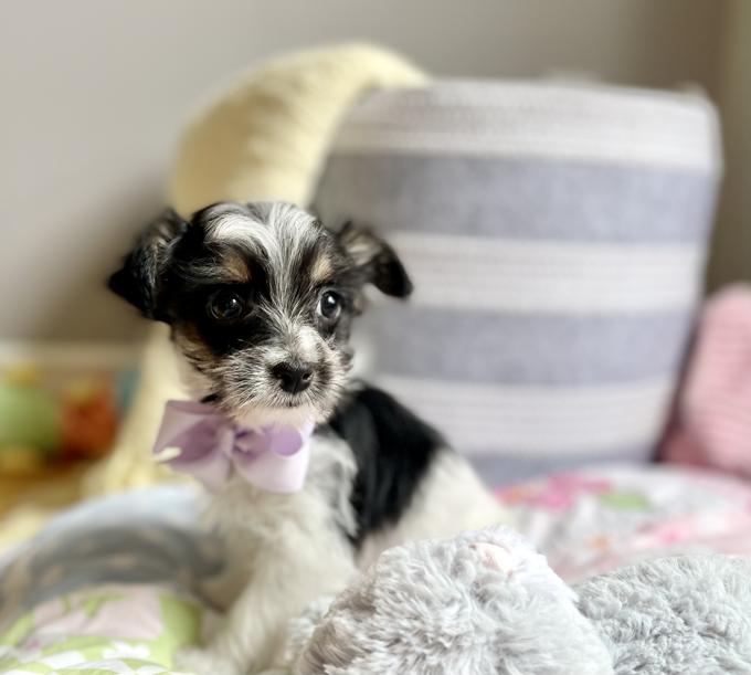 Morkie (Maltese x Yorkie)