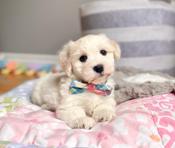 Havapoo Havanese x Poodle