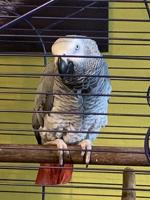 African grey parrot