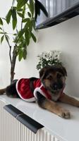 King Shepherd