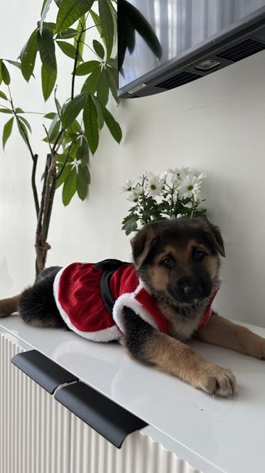 King Shepherd