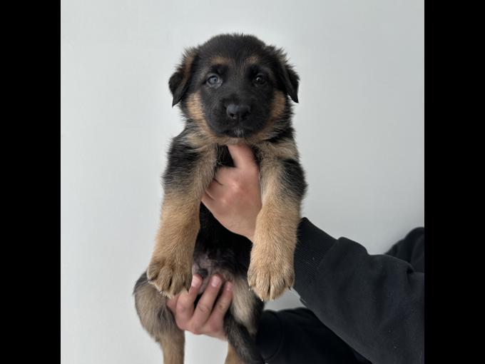 King Shepherd