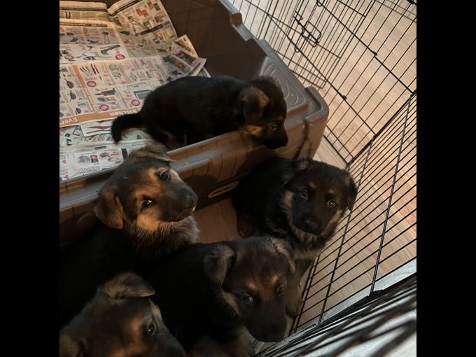 King Shepherd