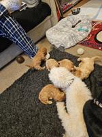 cavapoo
