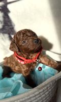 Toy Poodle