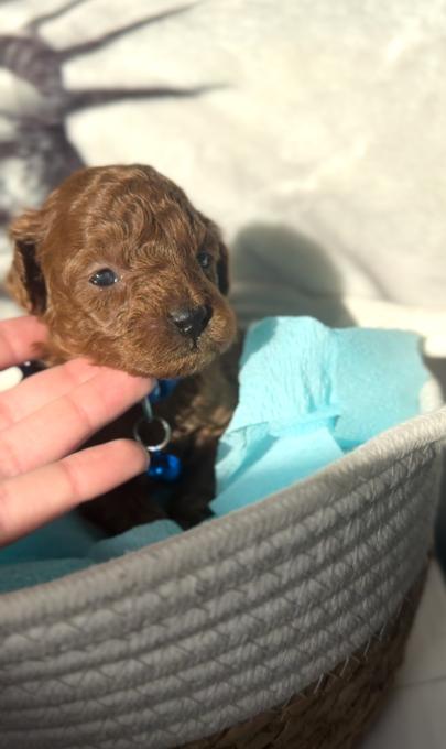 Toy Poodle