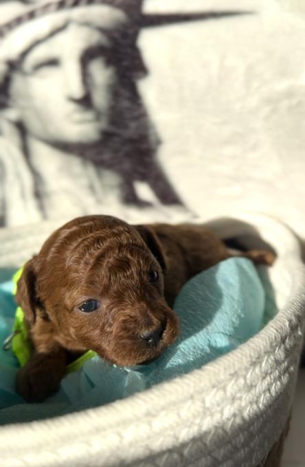 Toy Poodle