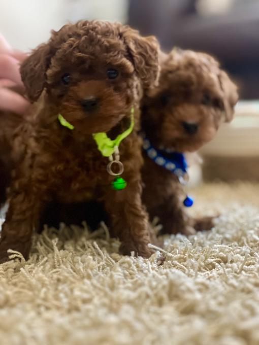 Toy Poodle