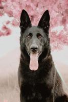 German shepherd