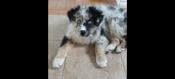 Australian Shepherd