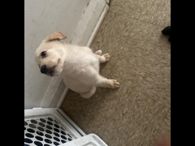 Labrador retriever