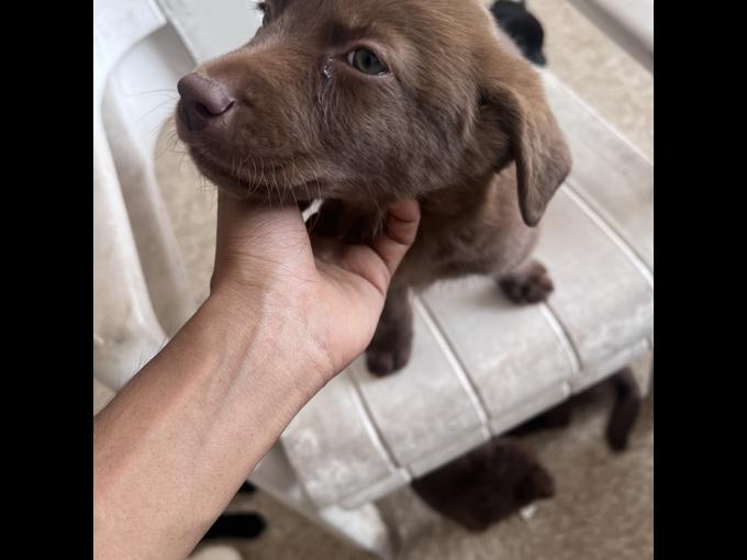 Labrador retriever