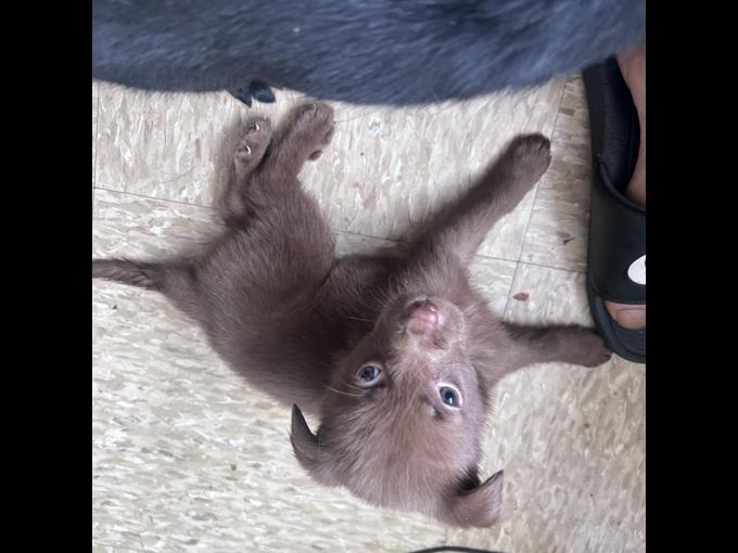 Labrador retriever