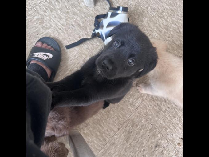 Labrador retriever