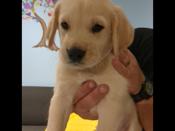 Lab x Portuguese water dog