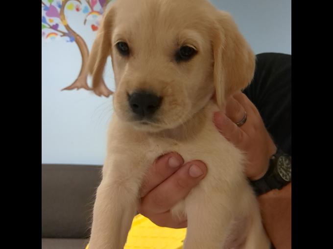 Lab x Portuguese water dog