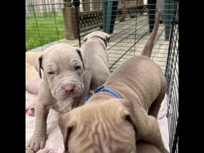 Amercian Bulldog