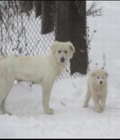 Maremma