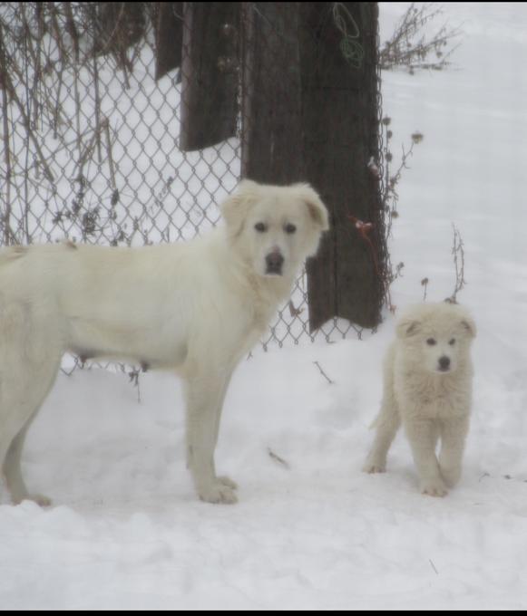 Maremma