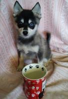 Alaskan Klee Kai