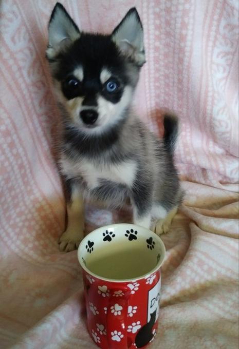 Alaskan Klee Kai