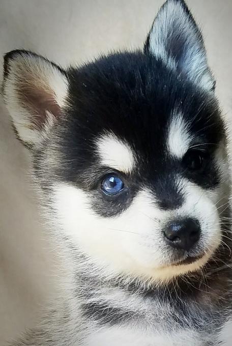Alaskan Klee Kai