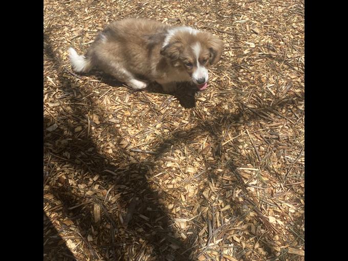 Welsh corgi