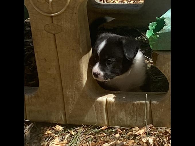 Welsh corgi
