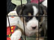 Welsh corgi