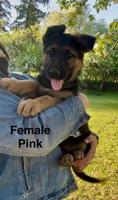 German Shepherd
