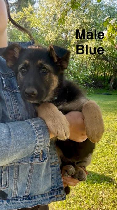 German Shepherd