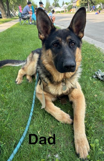 German Shepherd