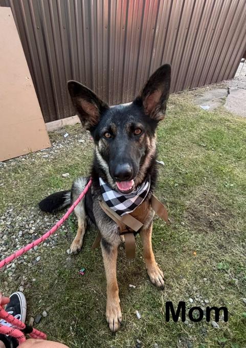 German Shepherd