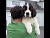 St-Bernard