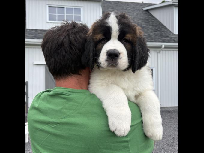 St-Bernard