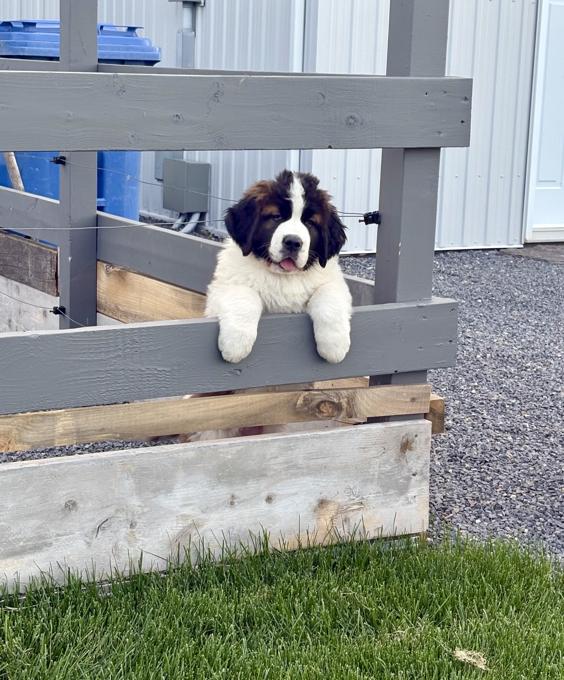 St-Bernard
