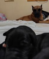 Presa Canario