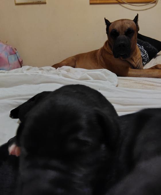Presa Canario