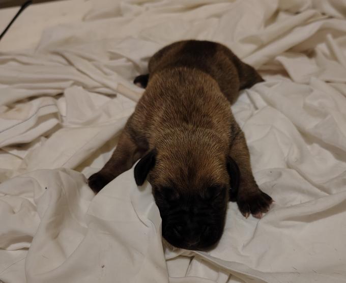 Presa Canario