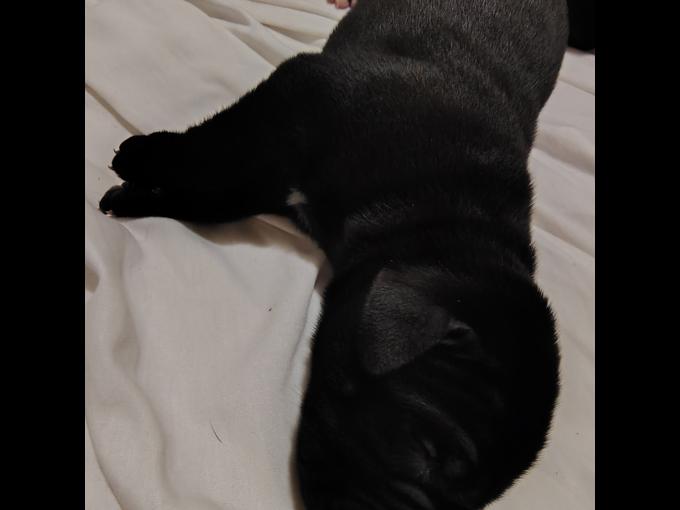 Presa Canario