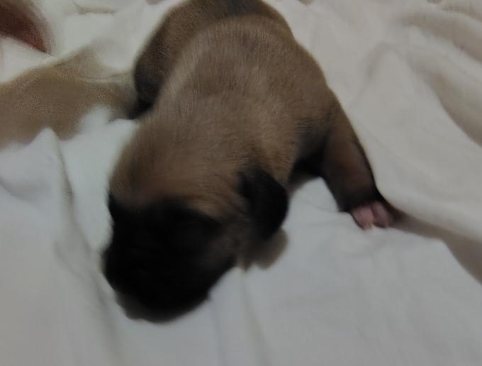 Presa Canario
