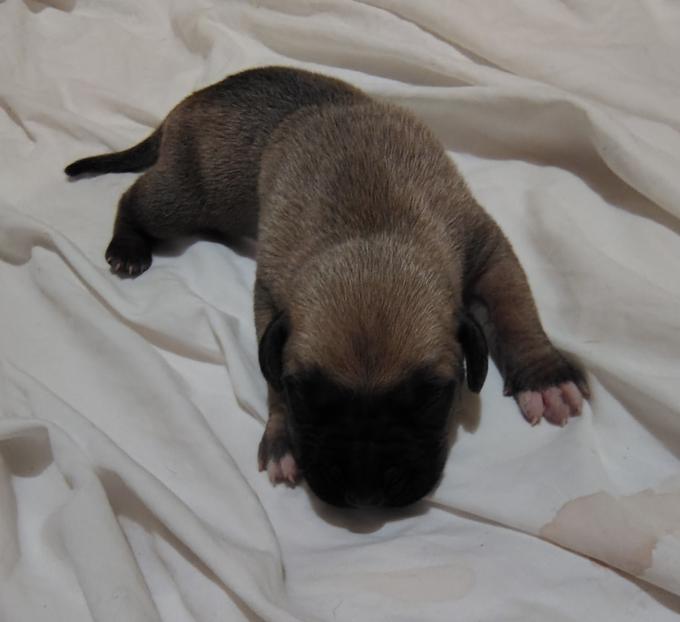 Presa Canario