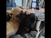 Presa Canario