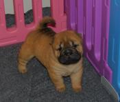 Chinese Shar - Pei Puppies
