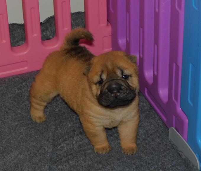Chinese Shar - Pei Puppies