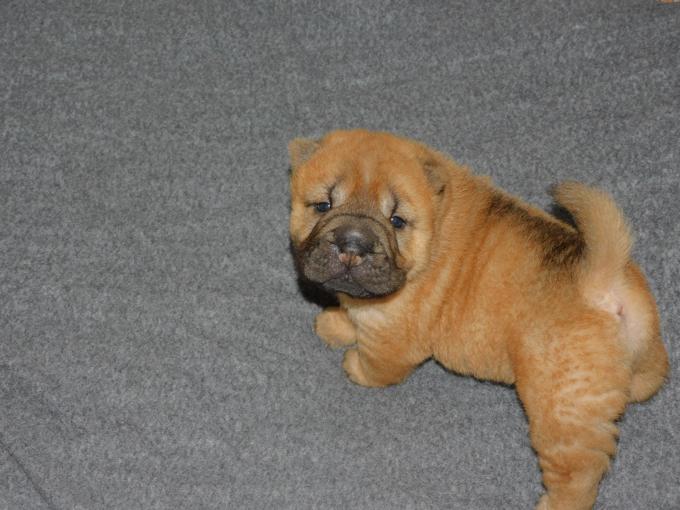 Chinese Shar - Pei Puppies