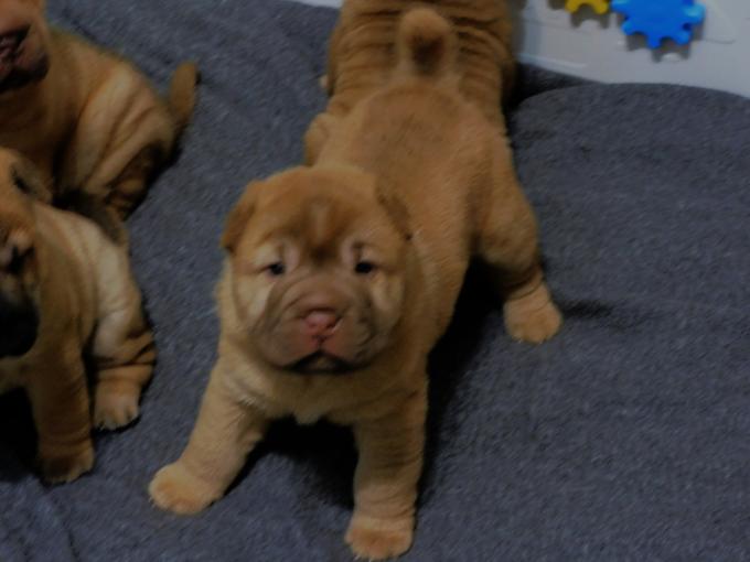 Chinese Shar - Pei Puppies