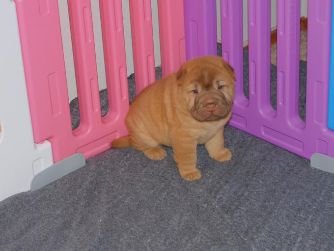 Chinese Shar - Pei Puppies