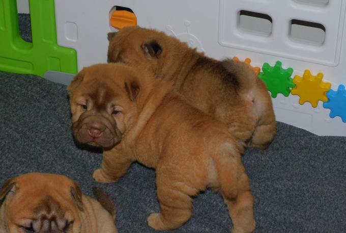 Chinese Shar - Pei Puppies
