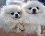 Pomeranian